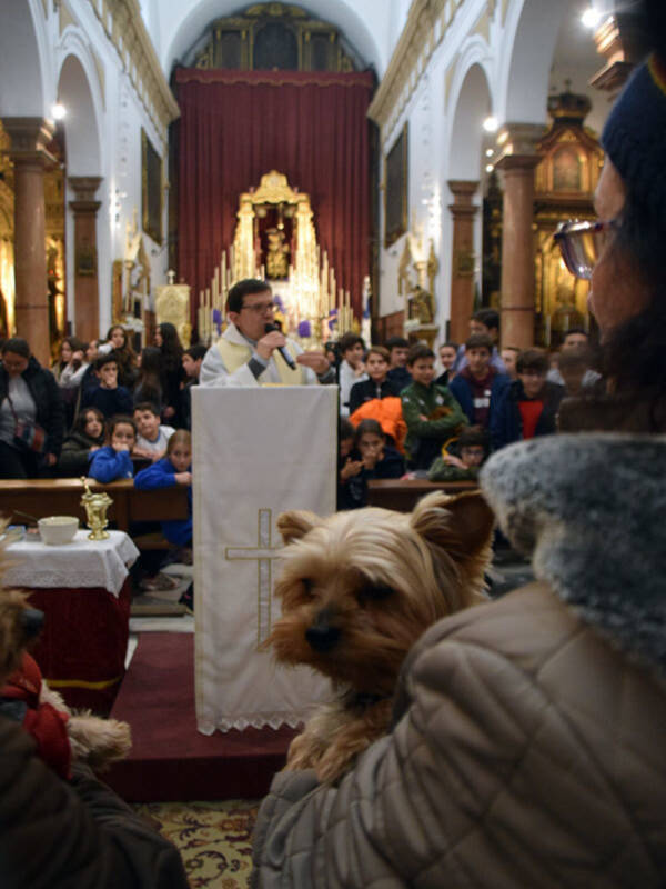 Los animales de compañía toma el atrio de la Iglesia de San Roque de Sevilla.