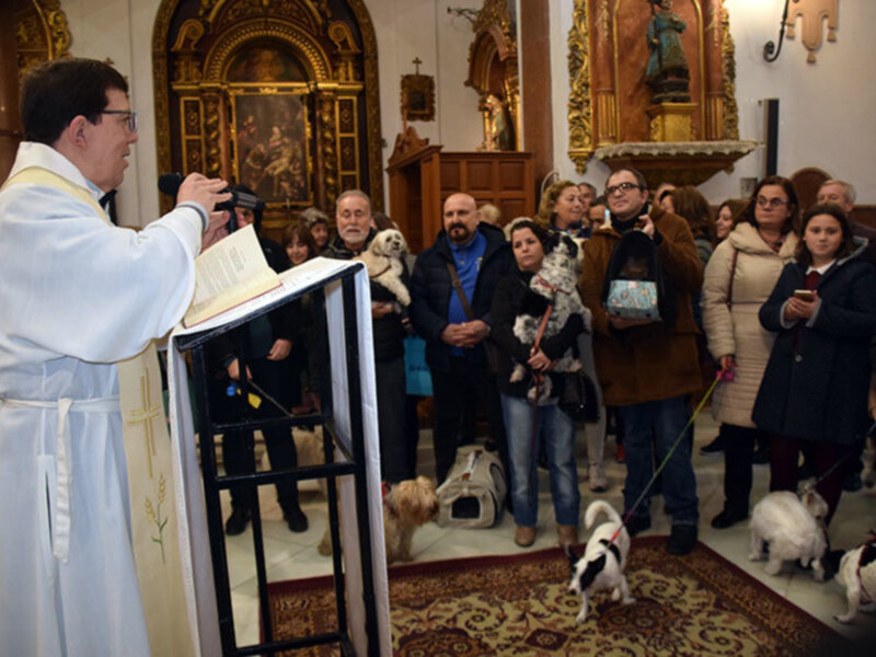 Fiesta de San Antón en la iglesia de San Roque con bendición de animales de  compañía.