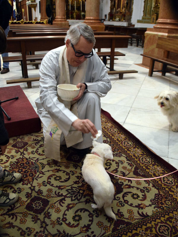 Las mascotas reciben su bendición por San Antón