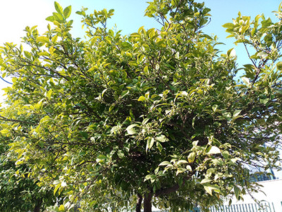 En pocos días empezarán a florecer los naranjos, inundando las calles y plazas con su fragancia.