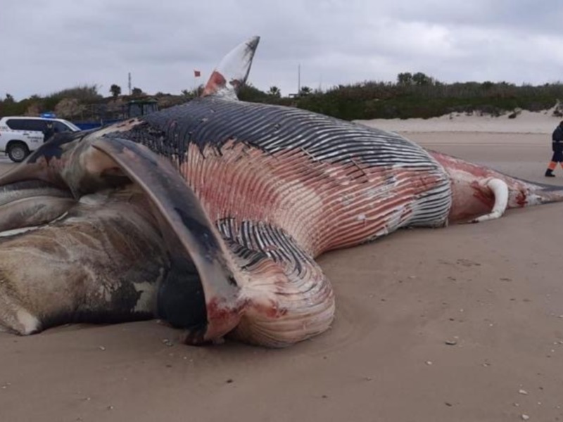 El CANS confirma que la ballena aparecida hoy en Chipiona es un rorcual común