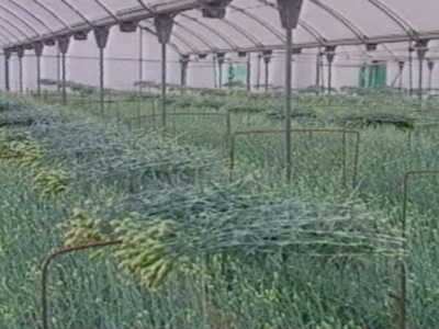 El Ayuntamiento de Chipiona asesorará sobre dos ayudas de la Junta por pérdidas en la flor cortada y para nuevos productos agrícolas