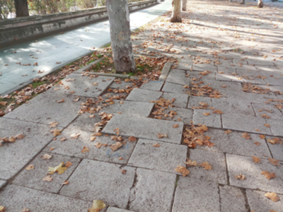 La remodelación de la calle Torneo pone en riesgo a 685 árboles (plátanos).