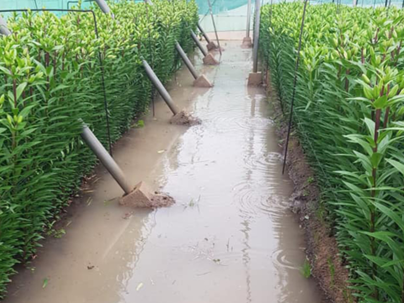 Nuevas inundaciones llevan a la Asociación de Agricultores Costa Noroeste a clamar por soluciones al problema del acuífero