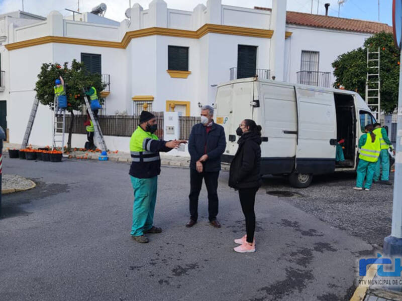 El Ayuntamiento de Chipiona retira los frutos de 300 naranjos para mejorar la limpieza y la seguridad en las vías públicas