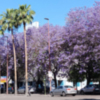Últimos días de la floración espectacular de las Jacarandas en Sevilla.