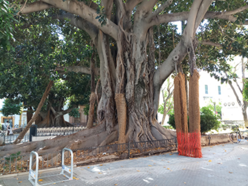 Los ficus de la Plaza del Museo de Sevilla.