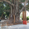 Los ficus de la Plaza del Museo de Sevilla.