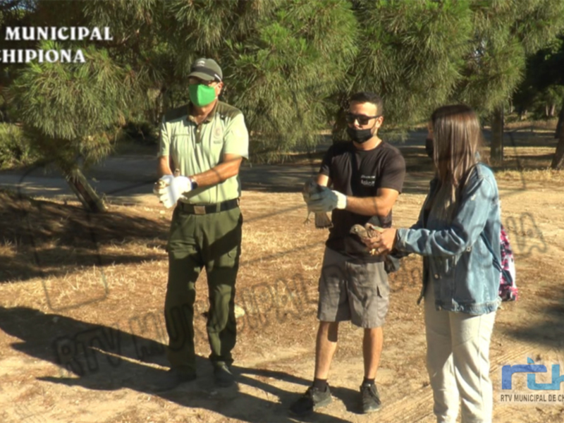 El grupo CANS procede a la suelta de tres crías de cernícalo común rescatadas hace un mes 