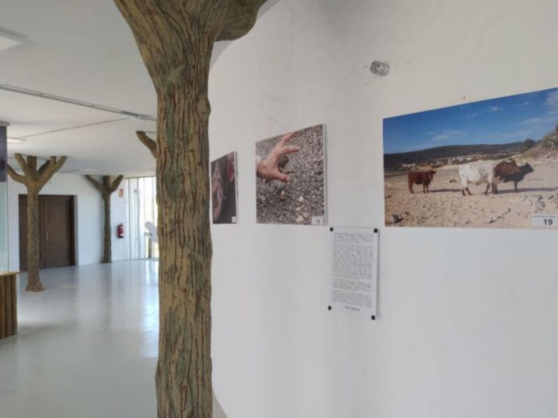 El Centro El Camaleón acoge la exposición fotográfica ‘Una historia de arena y sal’ sobre el Chorlitejo Patinegro 