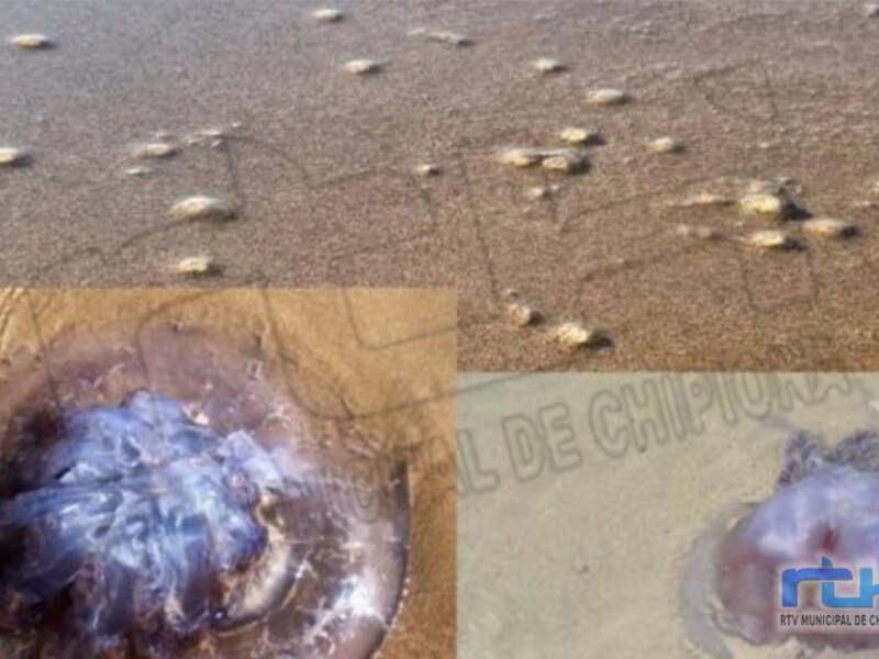 Protección Civil de Chipiona  informa sobre la presencia de medusas en las playas de la localidad y de la ausencia de problemas por picaduras