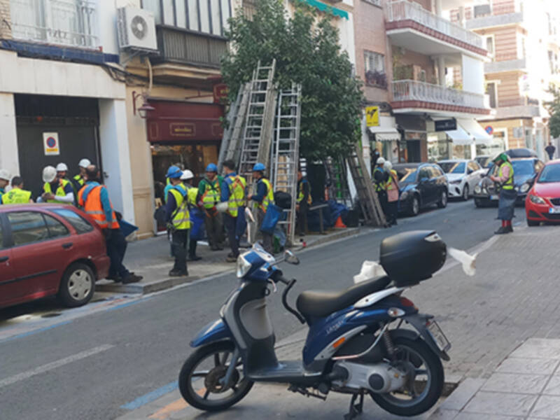 Comienza la recolección de naranjas en las calles de Sevilla.