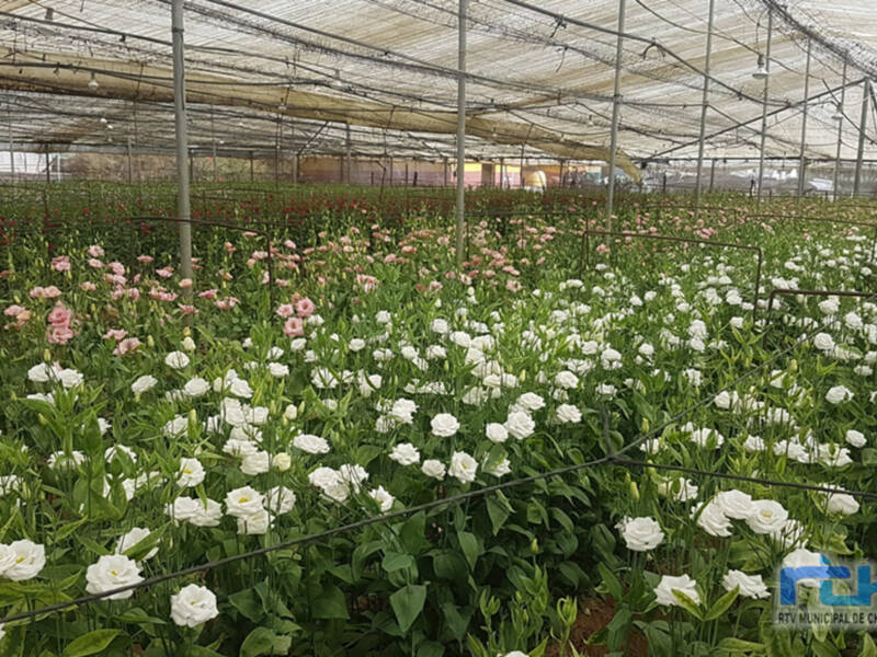 35 comercializadoras de flor cortada de Chipiona sufren gravemente los efectos del paro en el sector del transporte