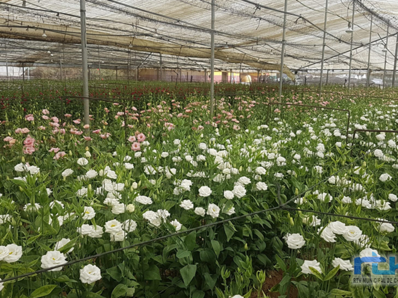 Bajan los módulos de la declaración de la renta de 2021 de flor cortada, plantas ornamentales, calabacín y tomate en Chipiona, Rota y Sanlúcar