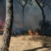 Estabilizado el incendio producido hoy en la zona del pinar del Abulagar 