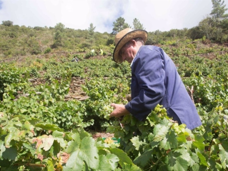 Un hombre con sombrero de paja y chaqueta azul recoge frutas en un campo de vegetación verde. La imagen muestra una vista panorámica de la agricultura y el paisaje natural.