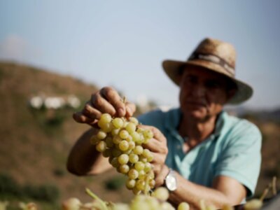 El documental "la Vid(a)" sobre la uva pasa moscatel de la Axarquía, en Andalucía Televisión