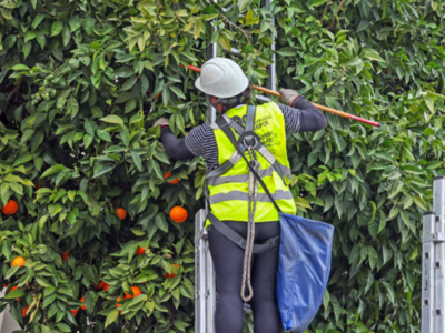 Más de un millón de naranjas amargas han sido ya retiradas de los naranjos sevillanos