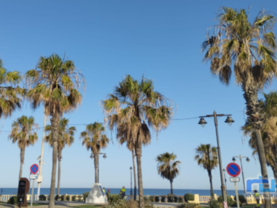 El grupo CANS en desacuerdo con que la poda de las palmeras del arbolado urbano de Chipiona se realice en época de reproducción