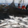 "Arraeces, historia de la Almadraba", un sistema de pesca milenario