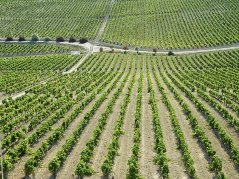 La vendimia del Marco de Jerez empieza a dar tímidamente sus primeros pasos, con perspectivas muy positivas, tanto en calidad como en cantidad