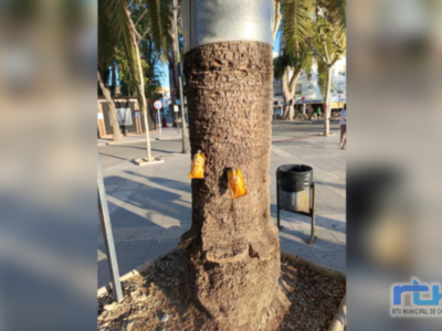 Tercera aplicación de endoterapia contra la plaga del picudo rojo en las palmeras de espacios y vías públicas de Chipiona