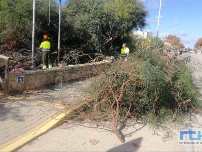 La Junta autoriza al Ayuntamiento de Chipiona a seguir quitando las acacias invasoras del talud y el canal de La Laguna