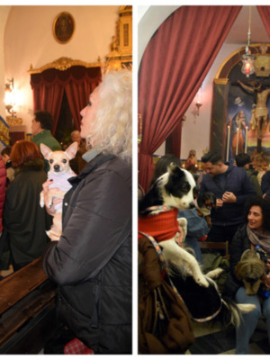 La Fiesta de San Antón Reúne a Mascotas y Dueños en la Capilla de la Divina Pastora