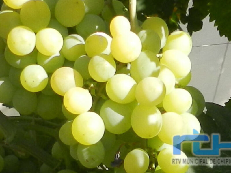 Uvas verdes madurando en una rama de uva. Imagen tomada por RTV Municipal de Chipiona.