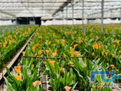 La Delegación de Agricultura fomenta el consumo flores de Chipiona en la campaña de los Santos con el lanzamiento de un spot promocional