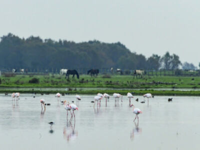 La TV andaluza emite "Doñana 4 estaciones, 365 días", todo un paseo por la marisma