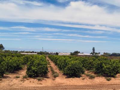 Un camping resort de lujo de 4 estrellas primero de España se construirá en Chipiona.